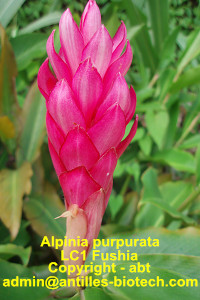 LC1 Fushia Ginger