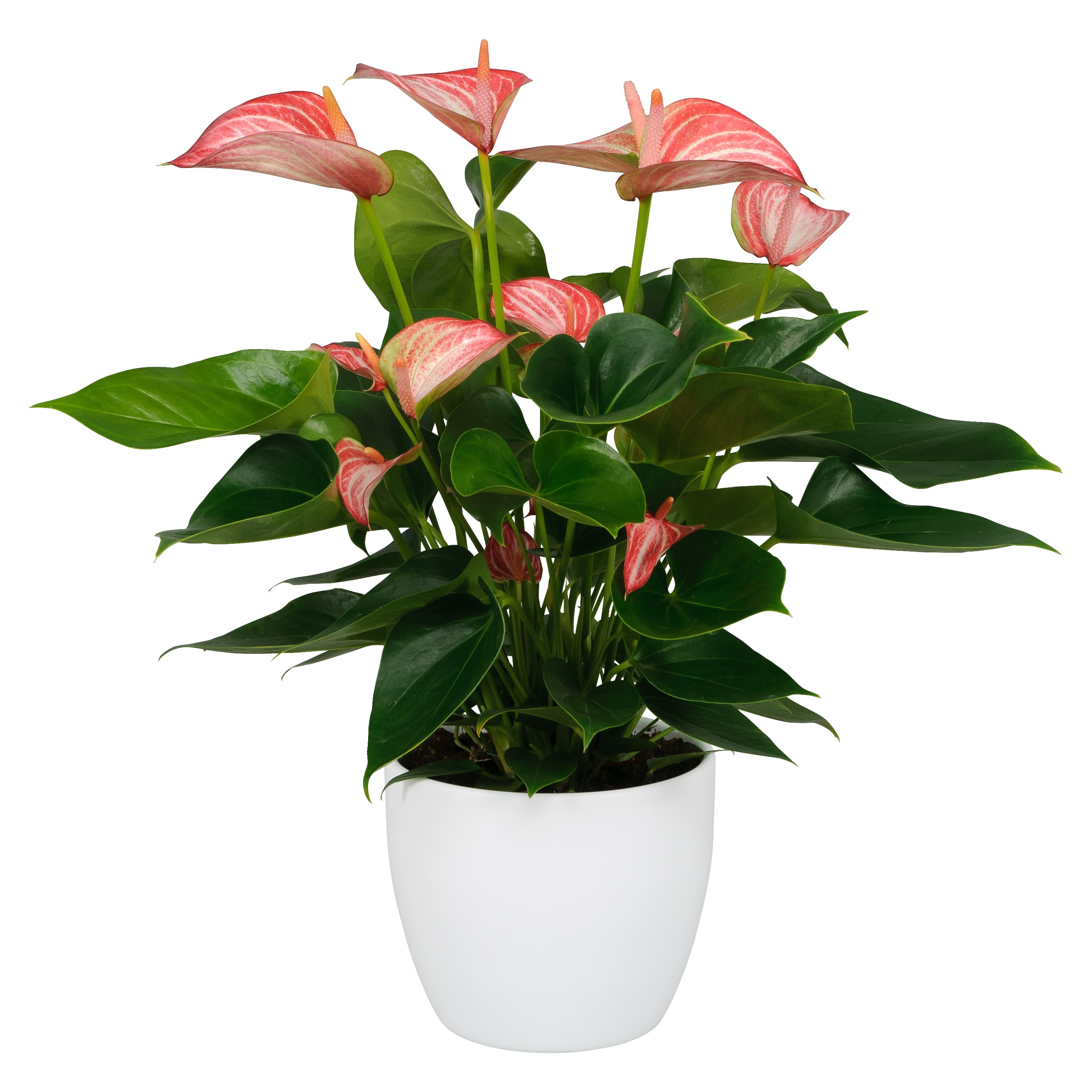 Anthurium