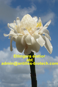 White Torch Ginger