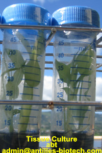 tissue culture