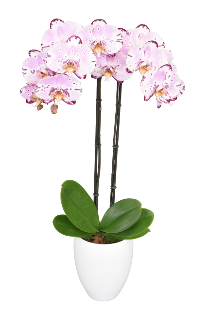 Phalaenopsis