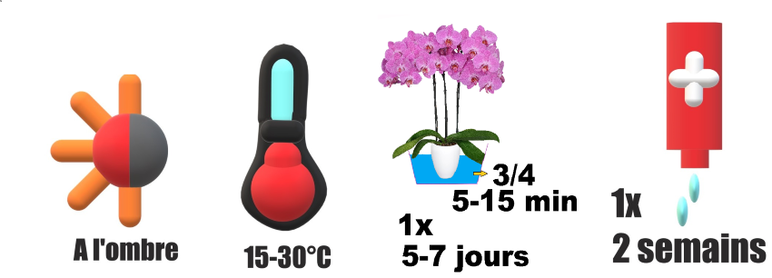 orchidées entretenir